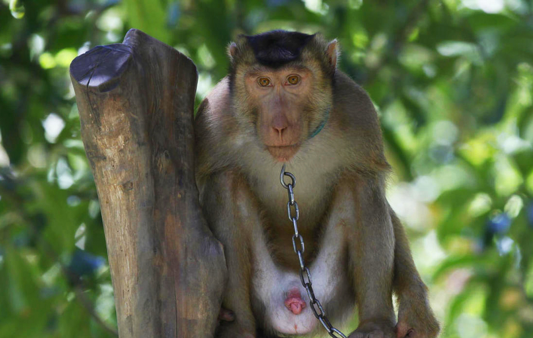 Waitrose to Stop Selling Fruit Harvested Using Monkey Labour