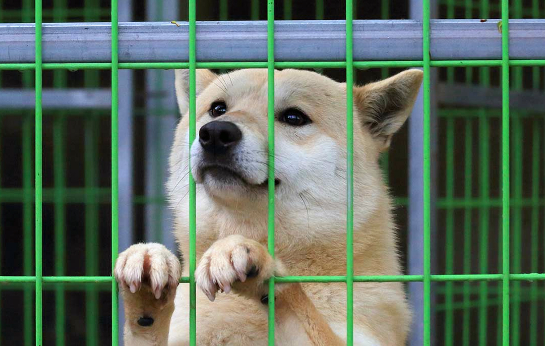 Kim Jong-un Tells Citizens to Surrender Dogs Amid Food Shortage