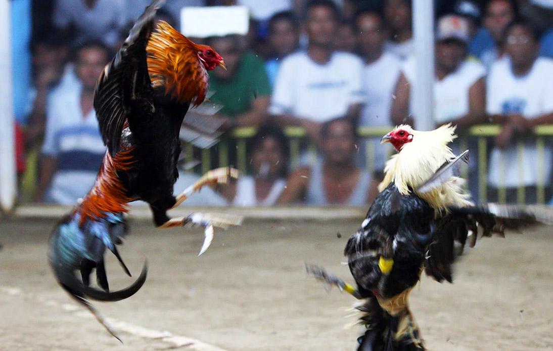 Philippines Police Officer Killed by Rooster While Stopping Cockfight