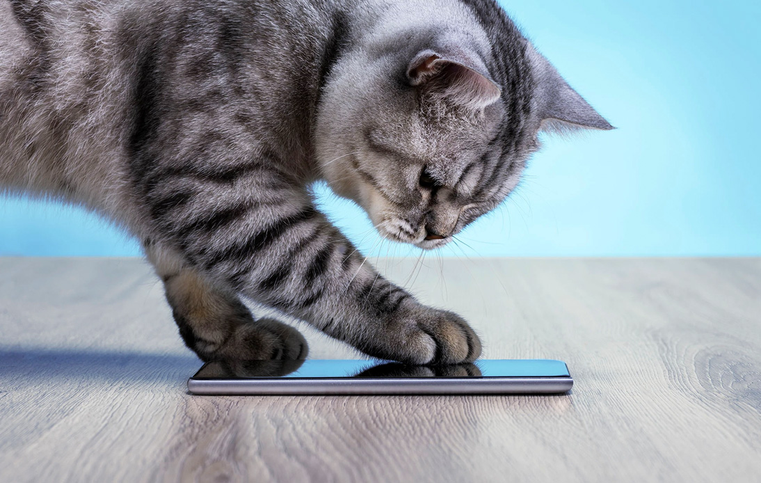 Alexa Engineer Creates App to Translate a Cat’s Meow
