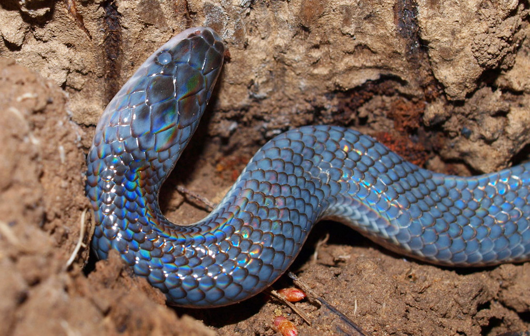 Scientists Find New Species of Colour-Shifting Snake in Vietnam
