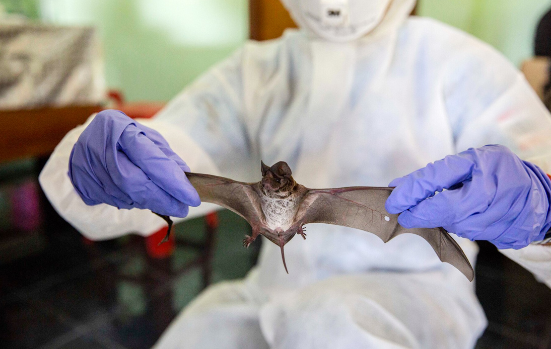 Coronavirus: Scientists Find New Evidence of Bat Virus in Thailand
