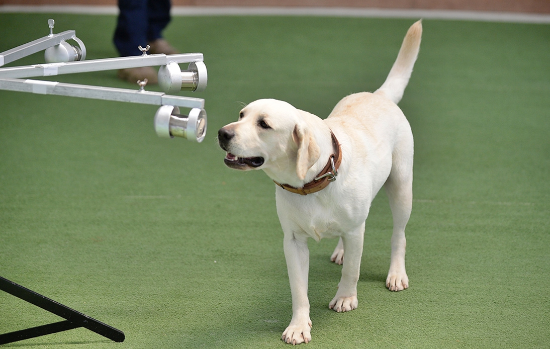 Chulalongkorn University Trains Dogs To Sniff Out COVID-19