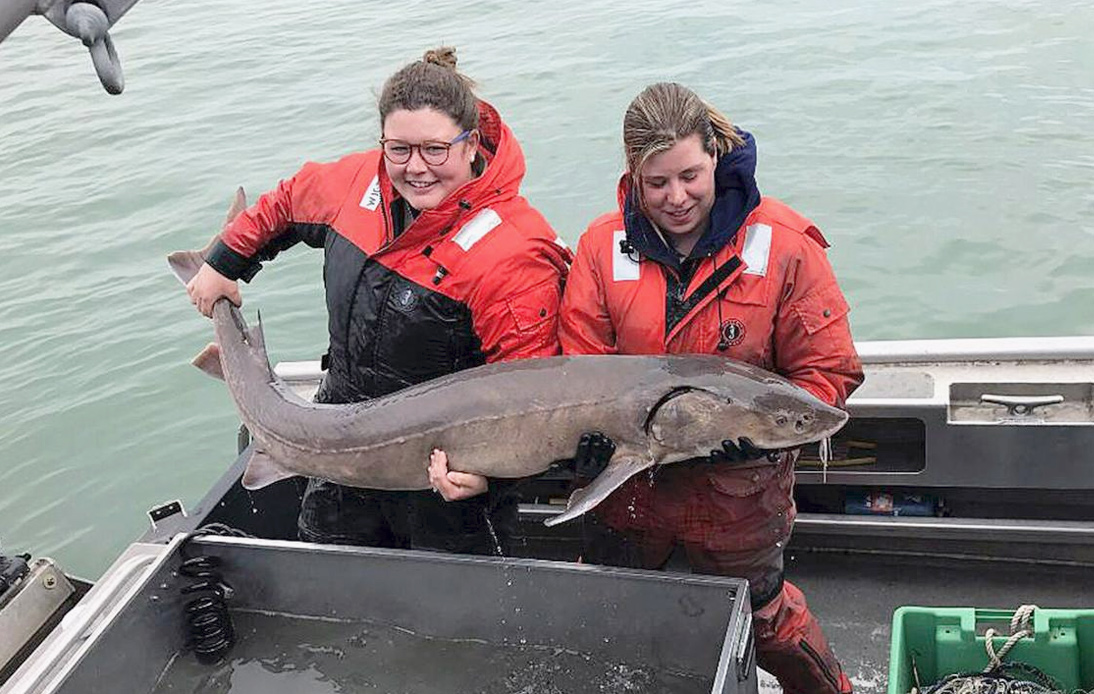 Detroit River’s Giant Fish May Be Over 100 Years Old