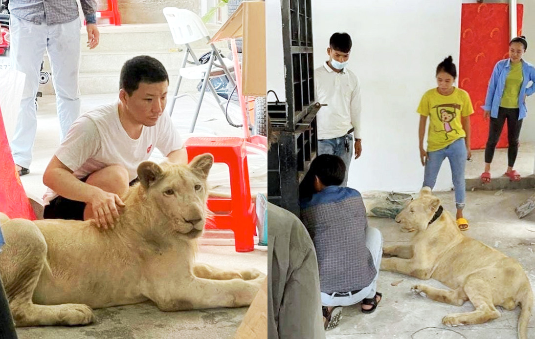 Cambodian PM Orders Pet Lion To Be Returned to Owner