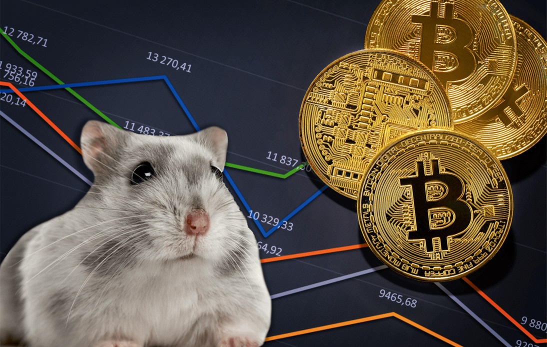 Mr. Goxx: Crypto-Trading Hamster Outperforms Human Investors