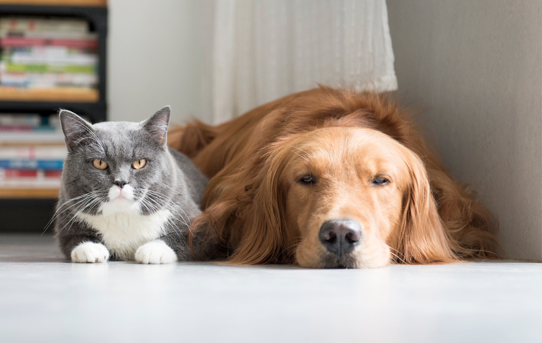 Bolttech Launches End-To-End Online Pet Insurance Plans