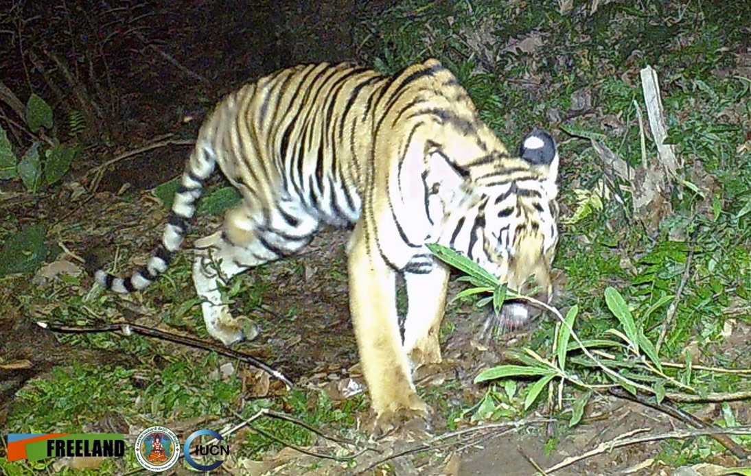 Search for Vulnerable Three Legged Tiger in Kanchanaburi