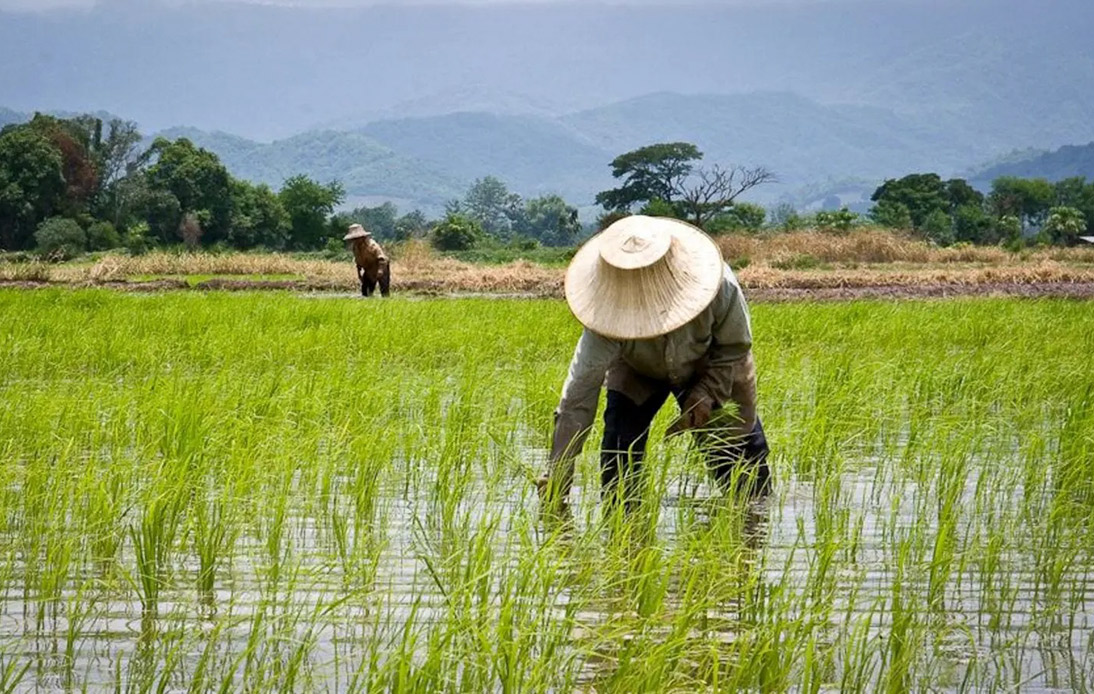 Thailand, Vietnam Discuss a Plan To Jointly Raise Rice Prices