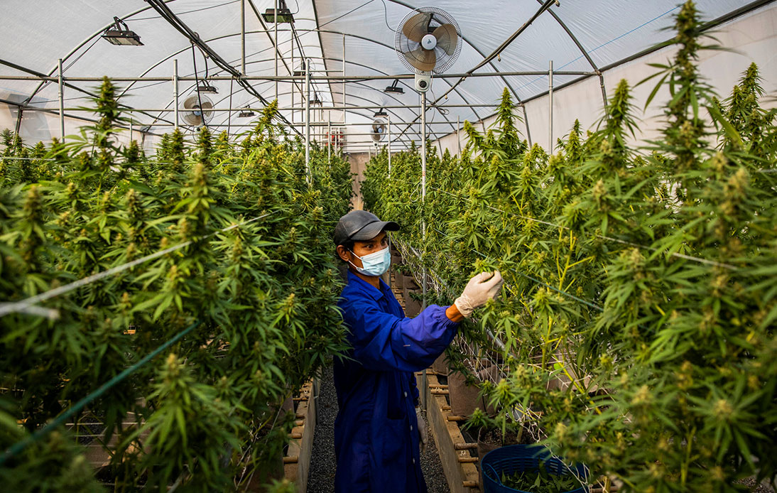 Cannabis Decriminalization Brings Vast Opportunities for Farmers and Businesspeople