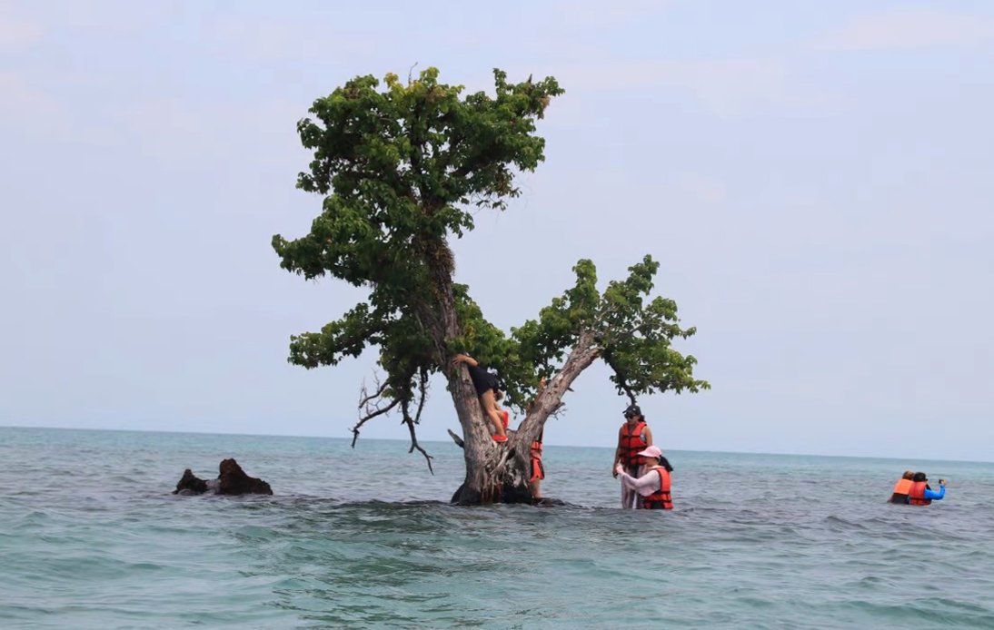 Thailand Urges Selfie-Crazy Tourists to Stop Damaging Tree on Trat Islet