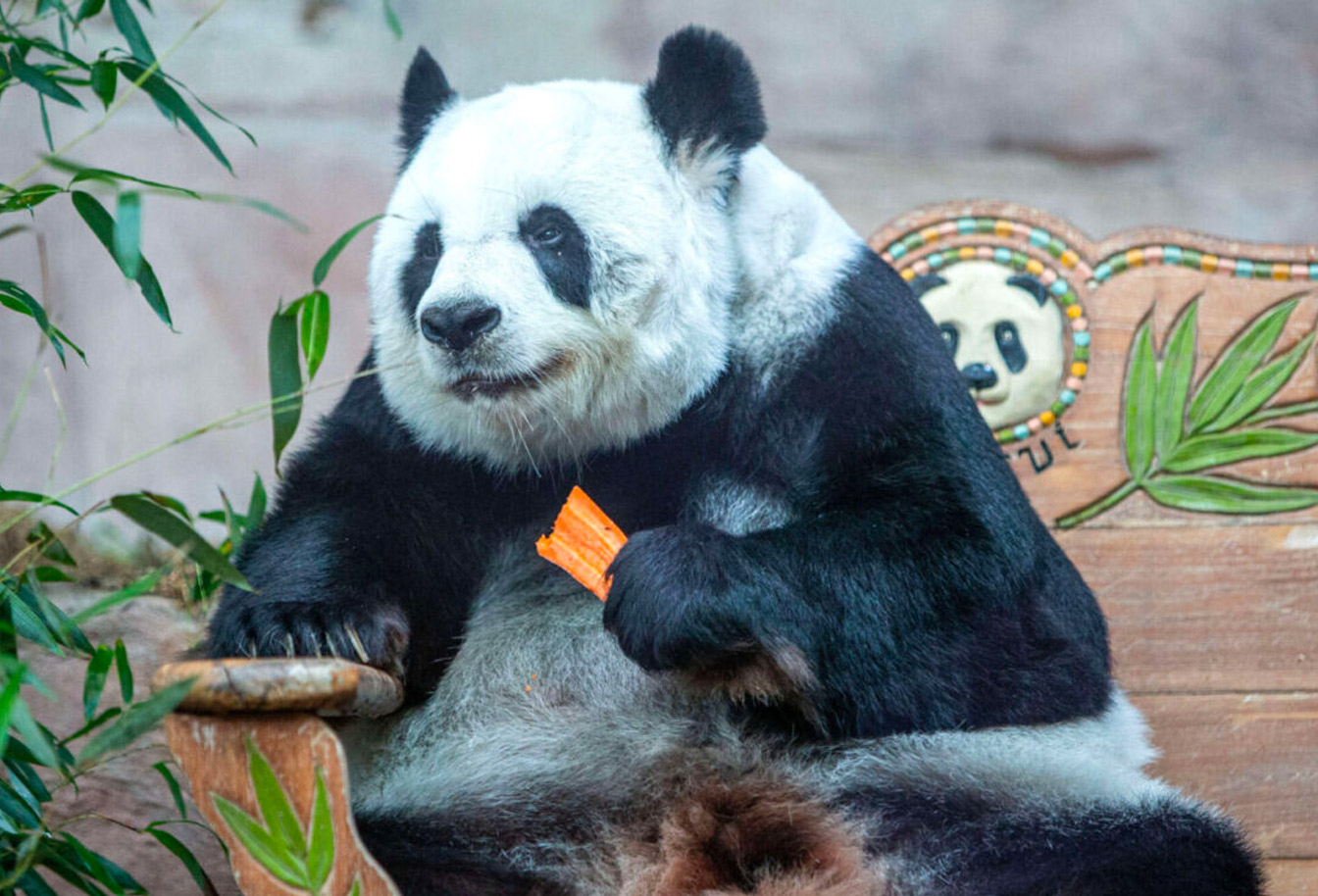 Lin Hui: Beloved Giant Panda Dies at Chiang Mai Zoo Age 21