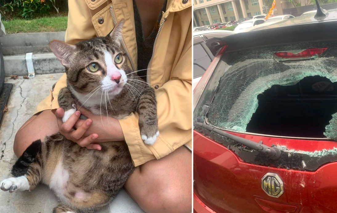 Chonky Cat Luckily Survives 6th Floor Fall, Breaks Car Window