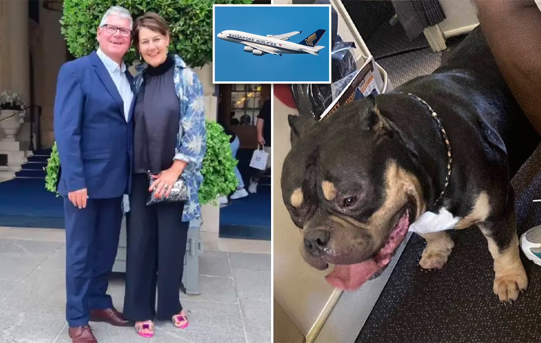 Couple Gets Refund for Seating Next to a Farting Dog on Flight