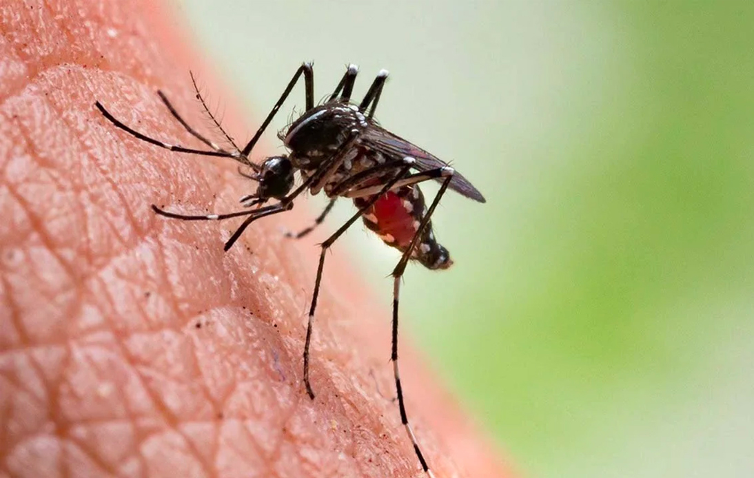 Virologist Issues Warning of Zika Virus Outbreak in Bangkok Area