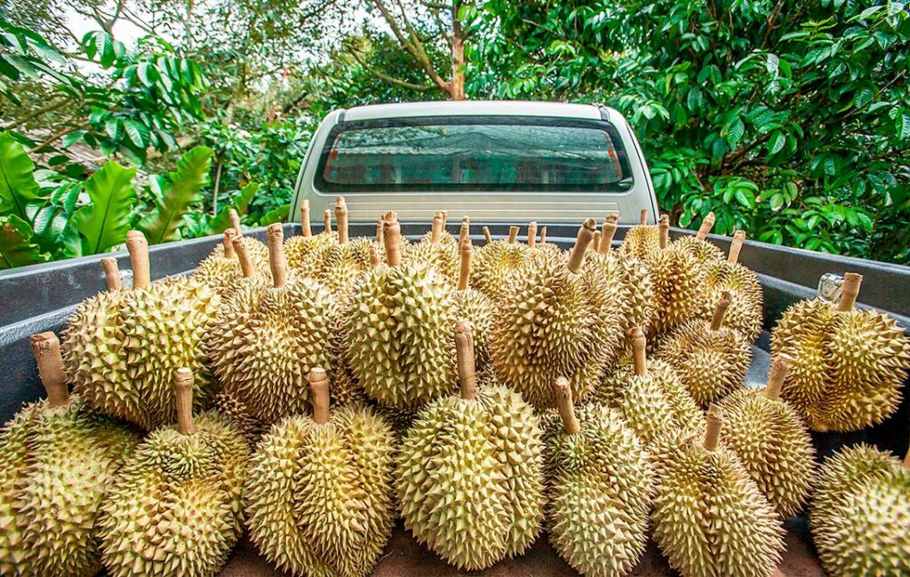 Vietnam Challenges Thailand in Exporting of Durians to China