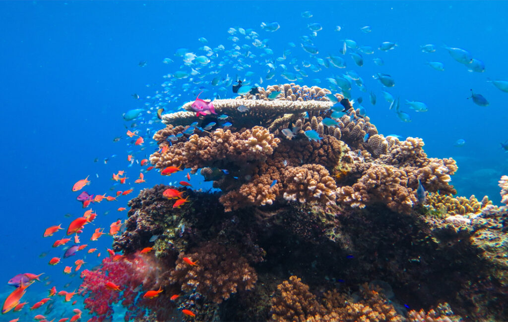 Thailand Closes 12 Marine Parks Following Coral Bleaching Crisis